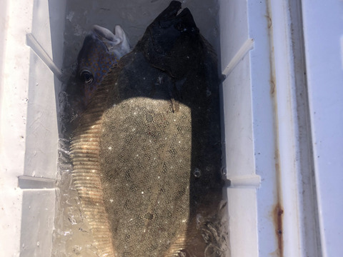【活き締め】天然ヒラメ2〜3kg 刺身用
