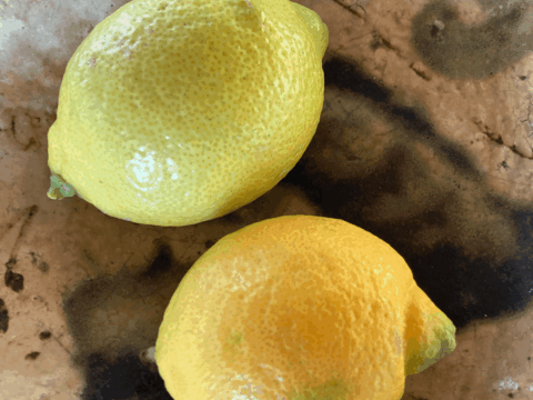 レモン　自然栽培  ユーレカ　香りが良い品種