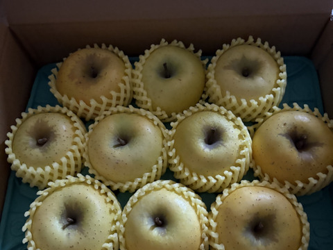 本当に残り9ケース【正直人気はないですが旨いです！ 】シナノゴールド3キロ箱 6玉〜15玉サイズ ID42541 甘酸っぱい ゴールド 長野県 信州 安曇野 リンゴ