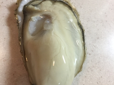 牡蠣いっぱい！！伊勢志摩的矢湾産 殻付きカキ50個入り 生食OK かきパーティー🍾