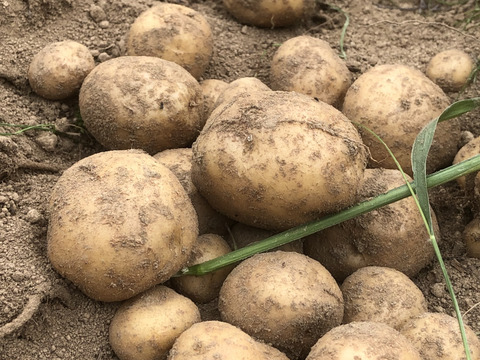 【農薬・化学肥料不使用栽培】2024年産　青森県産　じゃがいも(北あかり）　1.5ｋｇ