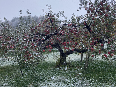 スーパーなどには滅多に並ばない冬採りプレミアム‼︎今年も完熟の証【いぼりりんご】が仕上がりました◎青森県産蜜入り葉取らずサンふじ３キロ　大玉中玉9個〜11個詰め