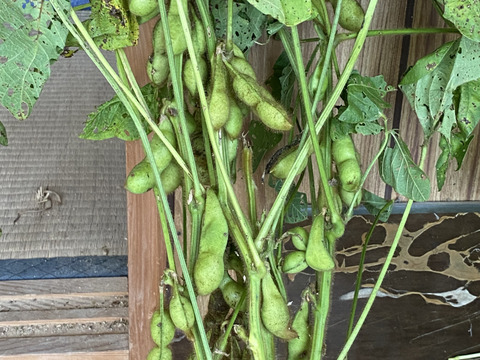 丹波篠山産　農薬不使用　黒枝豆　食べ納め