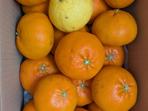 残りわずか　甘平 家庭用Ａ品　4キロ　はるかのおまけつき