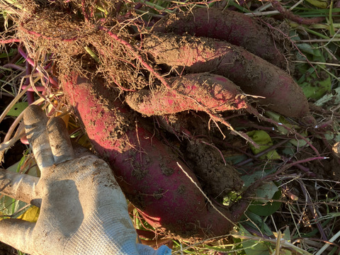 ほくほく・ねっとり食べ比べ♪ ベニアズマとべにはるか1.5kg（各品種750g）