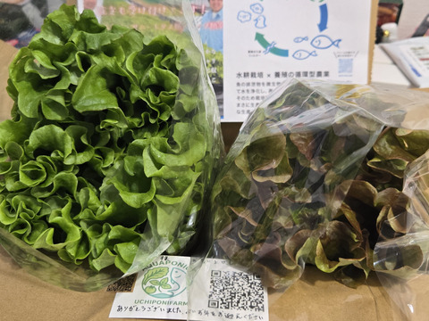 オーガニックを超えた‼️さかなが作った究極のスペシャリティ野菜　リーフレタス&サニーレタスセット150g ×2株