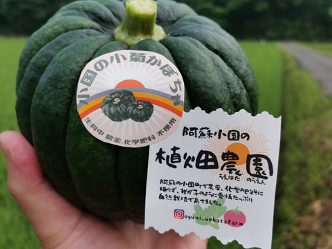 【数量限定】伝統野菜。阿蘇で育った小菊かぼちゃ約1.5㎏（2～3個）