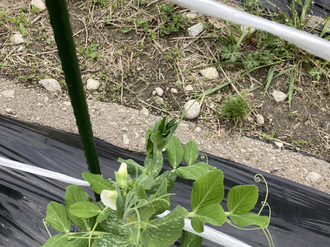 旬のさやつきグリーンピース（豆ごはん約２合分を３袋）