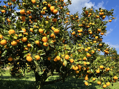 【10キロ物価高応援セール！】 完熟高糖度　節減対象農薬　特別栽培で育てたからだにやさしい　有田みかん