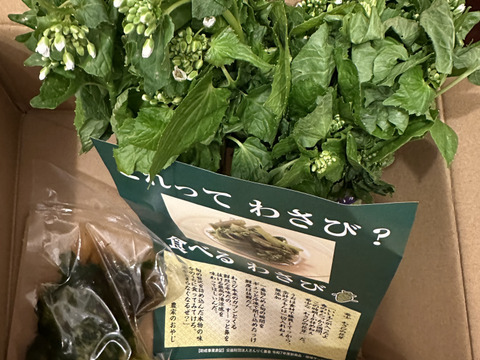 予約受付中！ 春の山菜・花わさび！300g【期間限定 4月下旬～5月