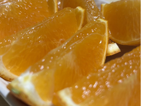 やまの実農園がつくる訳あり清見7kg