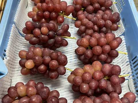 クイーンルージュ好きな貴方へ★長野県限定品種★粒800ｇ