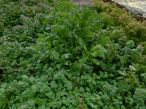 旬の野菜15種類詰め合わせセット