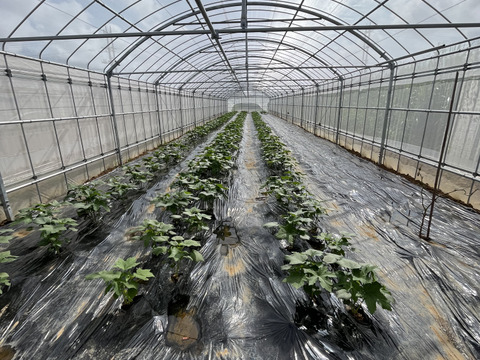 南の島のオクラ1kg