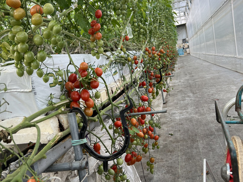 『訳ありA品・アイコ♪』1kg箱:ヘタあり・ヘタ無しランダム♪ちょうどいい酸味と甘味あり満足