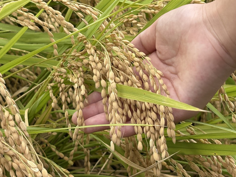 【令和7年新米】地元の産直市場でリピーター続出！岡山県産ヒノヒカリ玄米5㎏ 甘みと香り豊かな味わいで、噛むほどに旨みが広がります、白米も可能です。