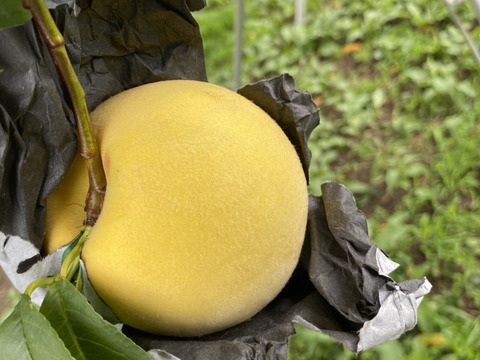 とろける甘さ！山形県産黄金桃【加工用5キロ】