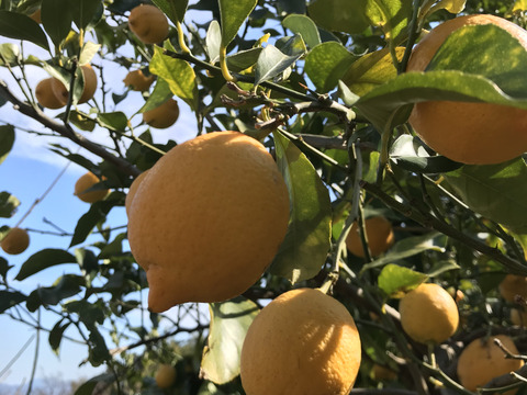 やや訳あり◆農薬不使用◆広島特別栽培レモン　2.4㎏