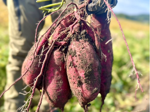 【自社農園栽培】紅はるか「いも天」冷凍