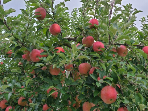 希少新品種　りんご （きみと）３ｋｇ（９個前後）あま～い　りんご　最高の出来栄え
