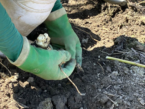 おおふくの菊芋2キロ〜生でシャキシャキ加熱でとろとろ〜京都府産農薬不使用有機肥料栽培