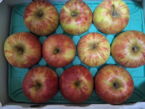 サンつがる　お値下げしました。 　ご好評販売中　訳あり　家庭専用 　酸味が少ない甘い林檎