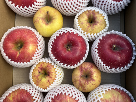訳あり 大玉サンふじと小～中玉 ぐんま名月 5キロ箱  長野県産