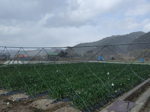 大好評，地層が違う淡路島、訳あり新玉ねぎ5キロ(風袋込み)、レタス６玉