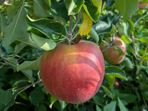 甘さが際立つつがる（自家用）5㎏