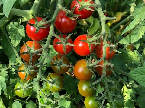 一度食べたら止まらない！自然栽培の甘～いミニトマト　３キロ