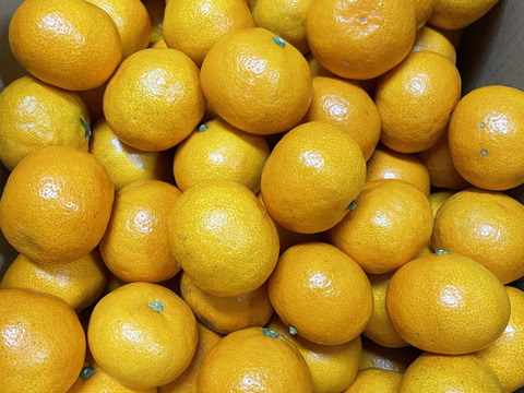 愛媛県産 温州みかん・南柑20号 ご家庭用3kg（箱込）：愛媛県