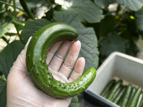 【期間限定】6月15.16.17日発送！シャキシャキきゅうり摘果小さめ2kg弱