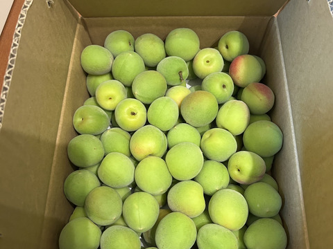 【特別栽培】和歌山県産　南高梅　2Lサイズ(梅酒、梅シロップ用)2.5kg