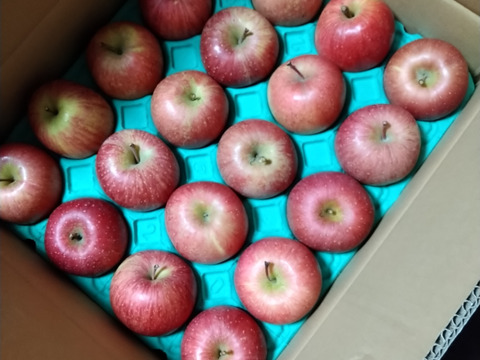 【王道サンふじ】　5㎏　13～20玉　本場青森りんご　農家直送　元気なりんご