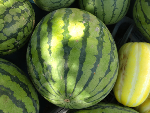 【単品🏣ゆうパック】☆２玉セット☆２個入り☆スイカ🍉２キロ〜３キロサイズ☆小玉☆Sサイズ☆農薬、除草剤、化学肥料不使用🏣ゆうパック