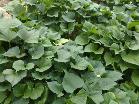 さつまいもツル/さつまいもの蔓（長さ15cm〜20cmほど、60本以上）/さつまいものつる/芋づる/※葉を取ってお届け