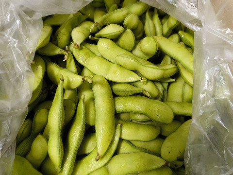 【朝どれ】規格外、茶豆風味の枝豆～湯あがり娘（1.5kg）
