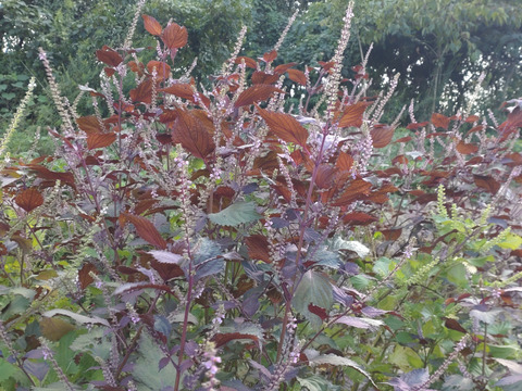 赤紫蘇の実の小枝、30本（※10cmほどの短い小枝☆赤紫蘇の実は生薬で「蘇子」と言われます☆🏣ゆうパック