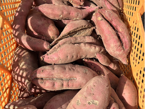 訳あり『さつまいも』遠州金時5㎏～土付き