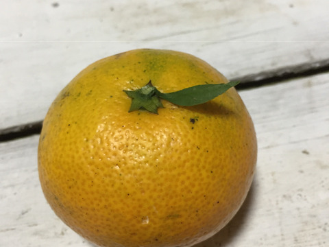 【 農薬不使用で育てました】大きくなりすぎた早生みかん2kg