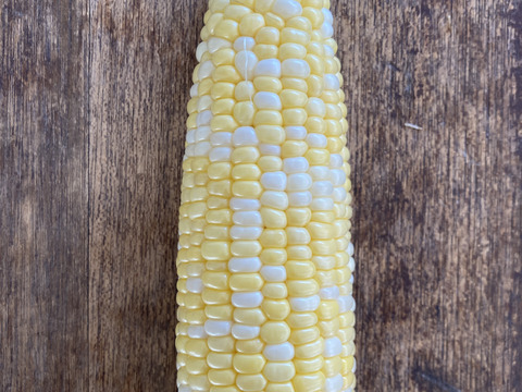 【訳ありで超お買い得！】甘くて柔らか信州産スイートコーン【12本入】