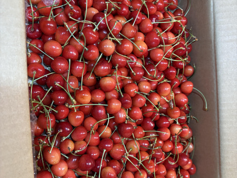 【加工用 ２キロ】【訳あり】採れたて 甘い さくらんぼ 訳あり 2000g 佐藤錦  紅秀峰 秋田県産 サクランボ   家庭用  三関 パック お得  さくらんぼ 家庭用