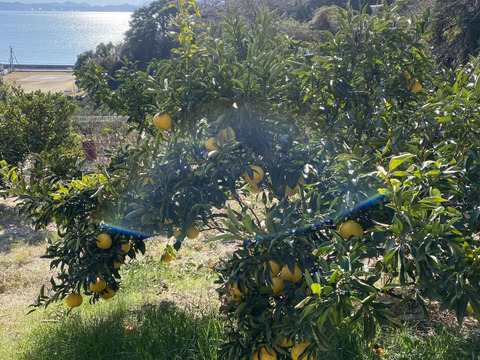 【愛媛県中島産】爽やかな甘さ！『はるか』サイズ混合5kg