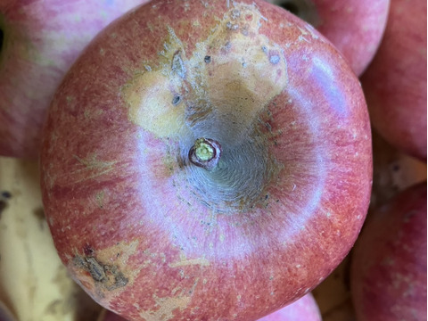 ご家庭用サンふじリンゴ　3kg