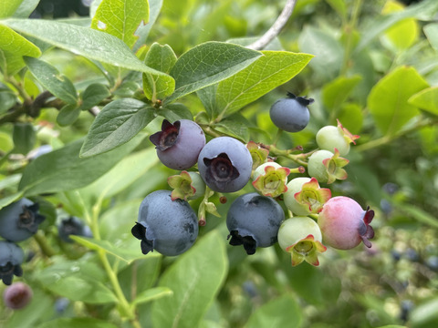 グルテンフリー　自然栽培米とブルーベリーのパン