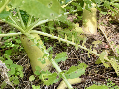 【熱々おでんに！！青首大根】農薬、肥料不使用☆２～３本