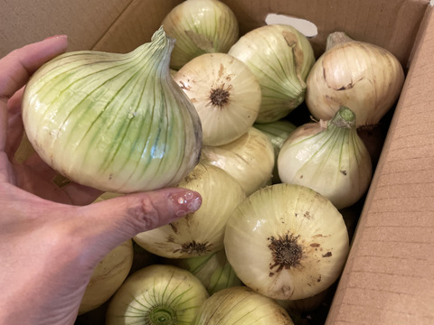 この時期にしか食べられない♪淡路島新玉ねぎ「とろ甘・極早生種」５kg