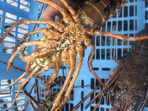 【活き】伊勢海老　特大1匹1.2kg.中型600g