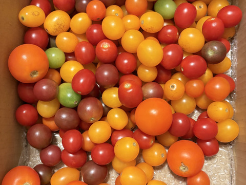【濃厚】オーガニックミニトマト　カラフル詰め合わせ（2.4キロ）