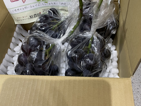 【ナガノパープル】大玉でぷりっとジューシー！種なし皮ごと食べられる大人気品種🍇